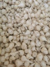 Wild garlic pcs for sale  Shipping to Ireland