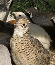 Chinese Painted Quail Hatching Eggs x12 for sale  GLOUCESTER