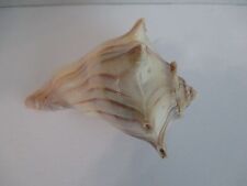 Busycon Patula Pugilina Cochlidium Crown Conch 125mm Unknown Origin 030S10 for sale  Shipping to South Africa