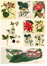 Vintage botanical passion for sale  LONDON