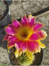 Lobivia echinopsis "sunny" hybrid Astrophytum Ariocarpus rare for sale  Shipping to South Africa