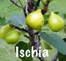 Ischia fig ficus for sale  Fresno