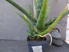 Aloe cameronii pot for sale  Deland