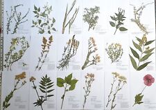 Herbarium pflanzen gebraucht kaufen  Regensburg