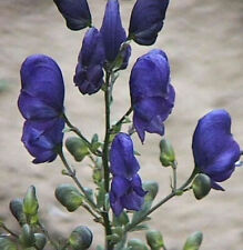 Bunter eisenhut aconitum gebraucht kaufen  Bad Zwischenahn