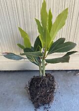 Bay leaf plant for sale  Torrance