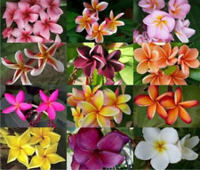 PLUMERIA colores variados frangipani perfumada flor 10 Semillas Seeds comprar usado  Enviando para Brazil