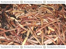 200g tiger worms for sale  YORK