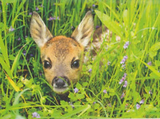 Deer rehkitz kitz gebraucht kaufen  Deutschland