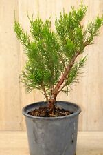 Bonsai prebonsai juniperus usato  Roma