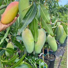 Mahachanok thai mango for sale  Riverside