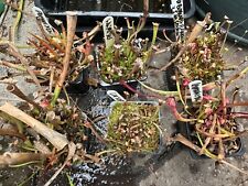 sarracenia for sale  RUGBY