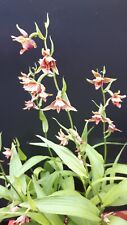 Epipactis serpentine night gebraucht kaufen  Deutschland