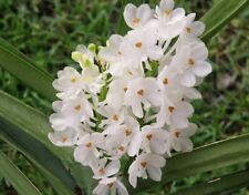 Orchid orchid ascocentrum for sale  Shipping to Ireland