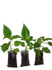 Naga chilli plants for sale  BRISTOL