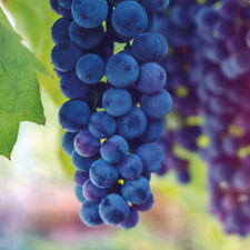 Vine grape hardy for sale  IPSWICH