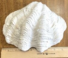 Tridacna gigas clam for sale  Olympia