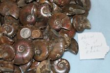 Large ammonite fossil for sale  Alhambra