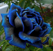 Midnight blue rose for sale  Shipping to Ireland