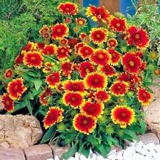 201 indian blanket for sale  Wichita