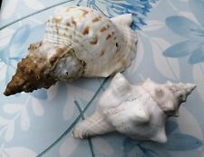 Real seashells conch for sale  SWADLINCOTE
