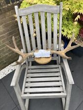 Mounted moose antlers for sale  WOKING