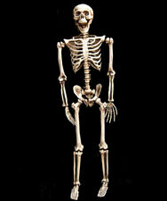 anatomie studium skelett gebraucht kaufen  Rellingen