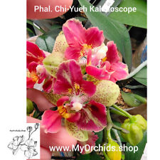 Phalaenopsis 5303 chi gebraucht kaufen  Straubenhardt