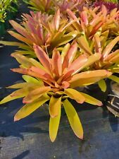 Bromeliad Neoregelia Martin for sale  Shipping to South Africa