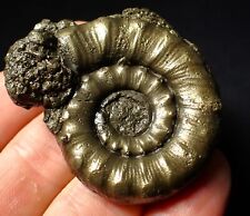 Eoderoceras pyrite ammonite for sale  BRISTOL