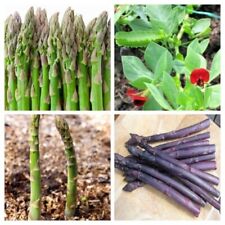 Asparagus seeds huge for sale  SALISBURY