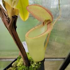 Nepenthes ventricosa ephippiat for sale  Woodbridge