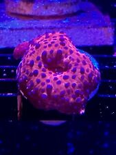 Superman mushroom coral for sale  Fort Lauderdale