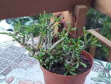 TYLECODON BUCHOLZIANUS Cactus Succulents Plants for sale  Shipping to South Africa