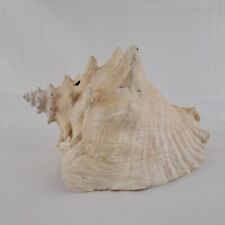 Conch snail sea for sale  BANBURY