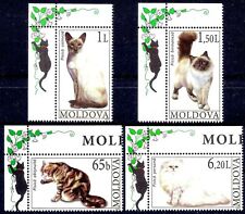 Moldavia 2007 gatti usato  Trambileno