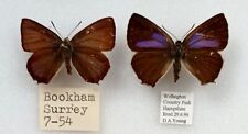 british butterflies for sale  EASTLEIGH