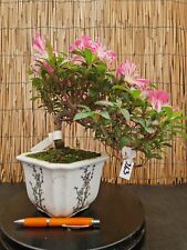 Bonsai azalea varietà usato  Cornate D Adda