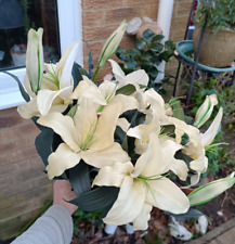 Bunch artificial lilys. for sale  LIGHTWATER