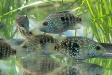 Pearlscale cichlid herichthys for sale  Palm Bay