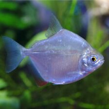 Silver dollar freshwater for sale  Chalfont