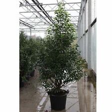 Prunus nipponica brilliant for sale  UK