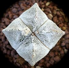 Astrophytum cv ONZUKA tup1 no crested variegated Parody for sale  Shipping to South Africa