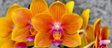 Phalaenopsis ibrido fuoco usato  Spedire a Italy