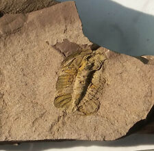 Ordovician fossil trilobite d'occasion  Expédié en Belgium