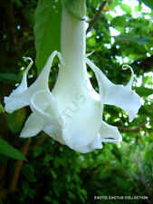 RARE BRUGMANSIA ARBOREA white flower Angel's Trumpet tree fragrant seed 10 seeds for sale  Shipping to South Africa