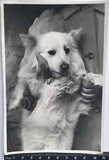 Foto antigua original hermoso perro  LINDO animal #2456 segunda mano  Embacar hacia Argentina