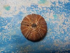 Sea urchin arbacia for sale  Shipping to Ireland