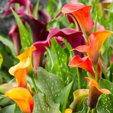 Calla lily spectrum for sale  IPSWICH