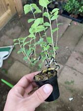 Chinese elm twisty for sale  Wallkill